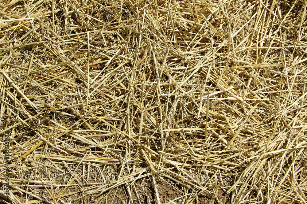 Background texture. Straw on a sloping field in spring Background texture. Straw on a sloping field in spring