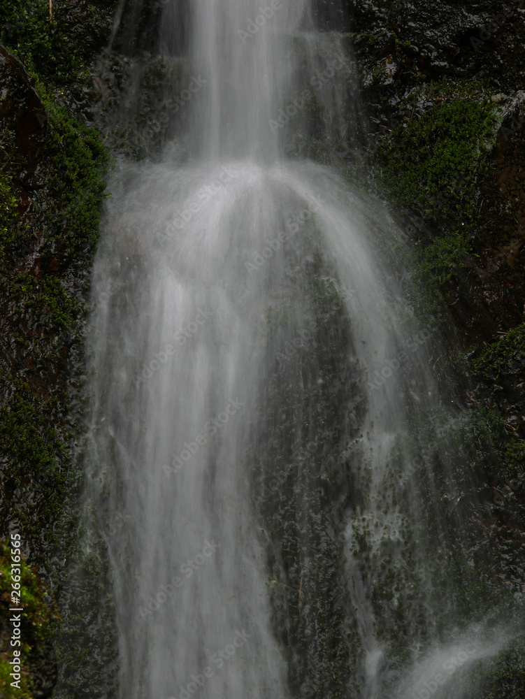 Fototapeta premium waterfall in forest