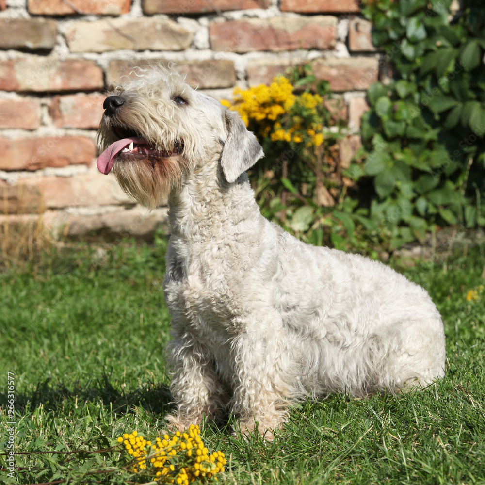 Amazing Czech terrier sitting on the grass