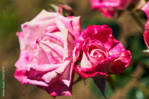 Rose plant and leaves close up