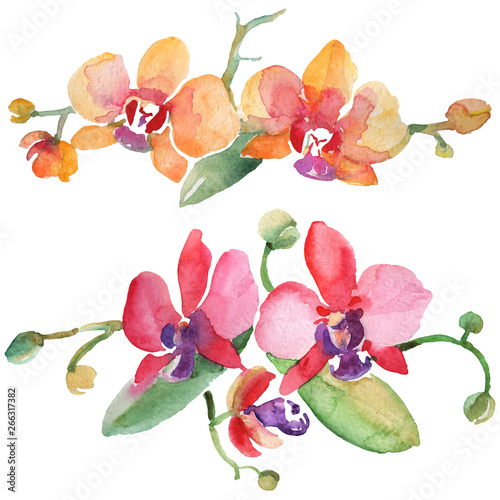 Orchid bouquets floral botanical flowers. Watercolor background illustration set. Isolated orchid illustration element.
