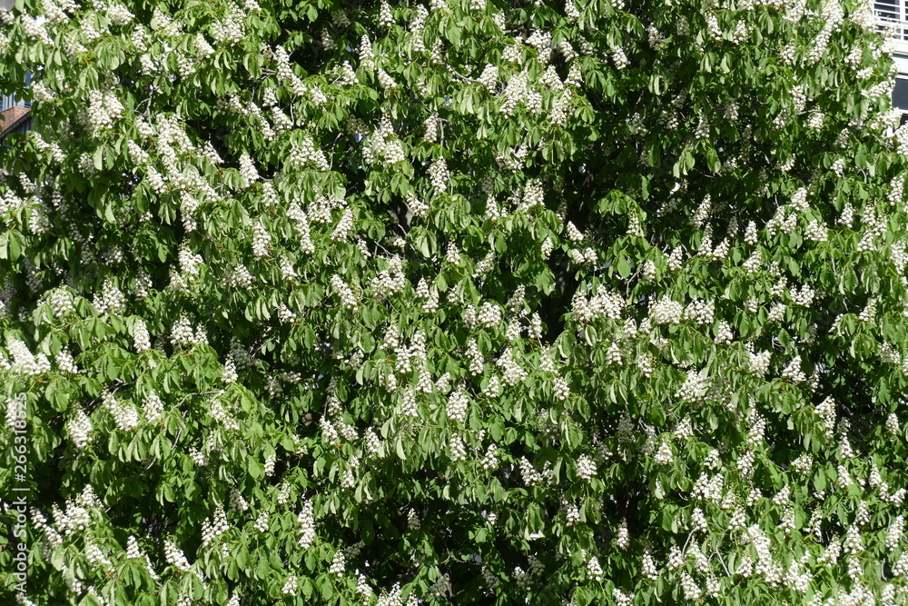 Kastanienblüten auf Baumzweigen Kastanienblüten auf Baumzweigen