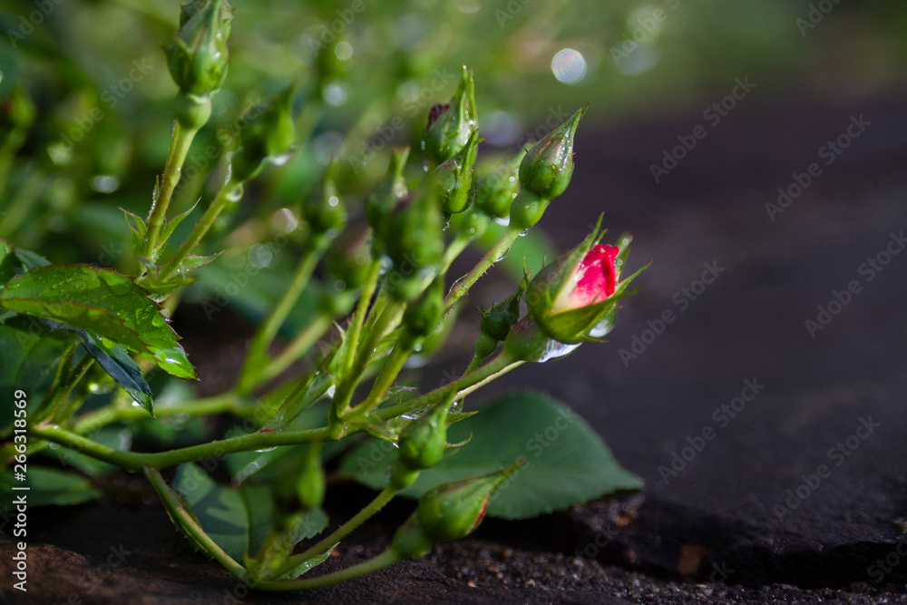 Rosebud in the garden with dew in springtime Rosebud in the garden with dew in springtime