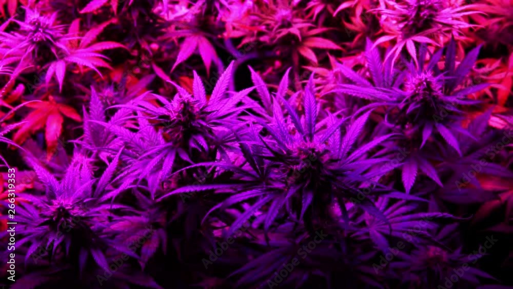 slow motion plantation of marijuana before harvest. professional indoor cannabis cultivation slow motion plantation of marijuana before harvest. professional indoor cannabis cultivation