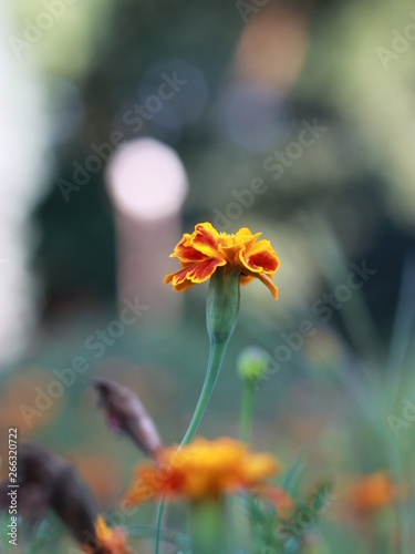 garden flowers