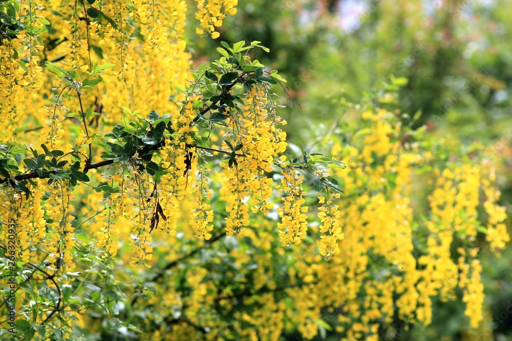 Blooming Laburnum anagyroides in spring Blooming Laburnum anagyroides in spring