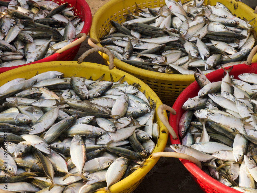 Morning catch of fresh fish in a fishing baskets, Kochi, Kerala, India