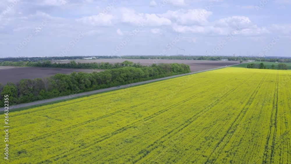 Aerial Flying over Blooming yellow rapeseed field with blue cloudless sky. Picturesque canola field under blue sky with white fluffy clouds. Wonderful 4k drone video footage for ecological concept Aerial Flying over Blooming yellow rapeseed field with blue cloudless sky. Picturesque canola field under blue sky with white fluffy clouds. Wonderful 4k drone video footage for ecological concept