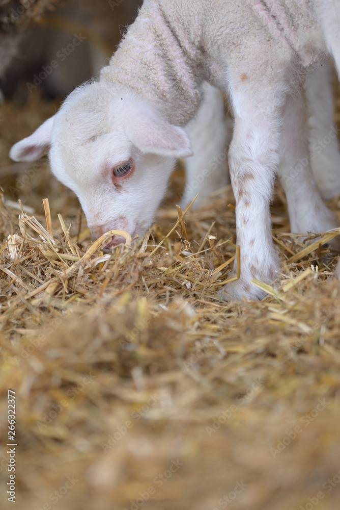 Young baby lamb