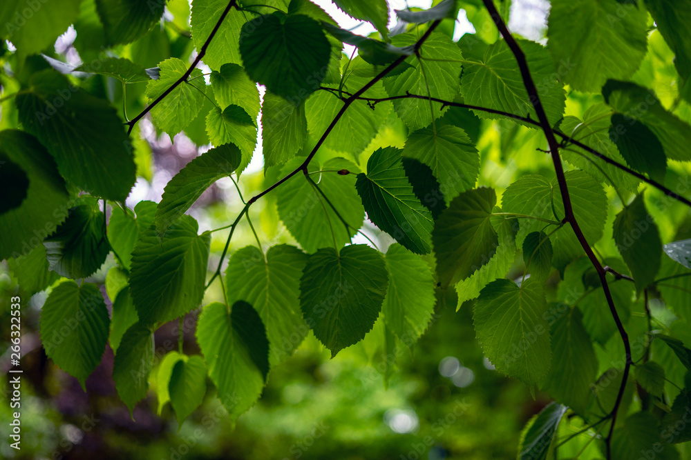 green leaves of tree in spring green leaves of tree in spring