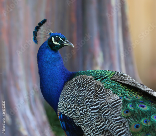 Peacock