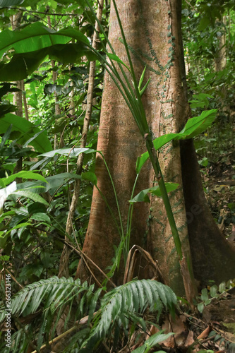 Rainforest flora of St. Lucia, Roots of a giant tree, Lesser Antilles