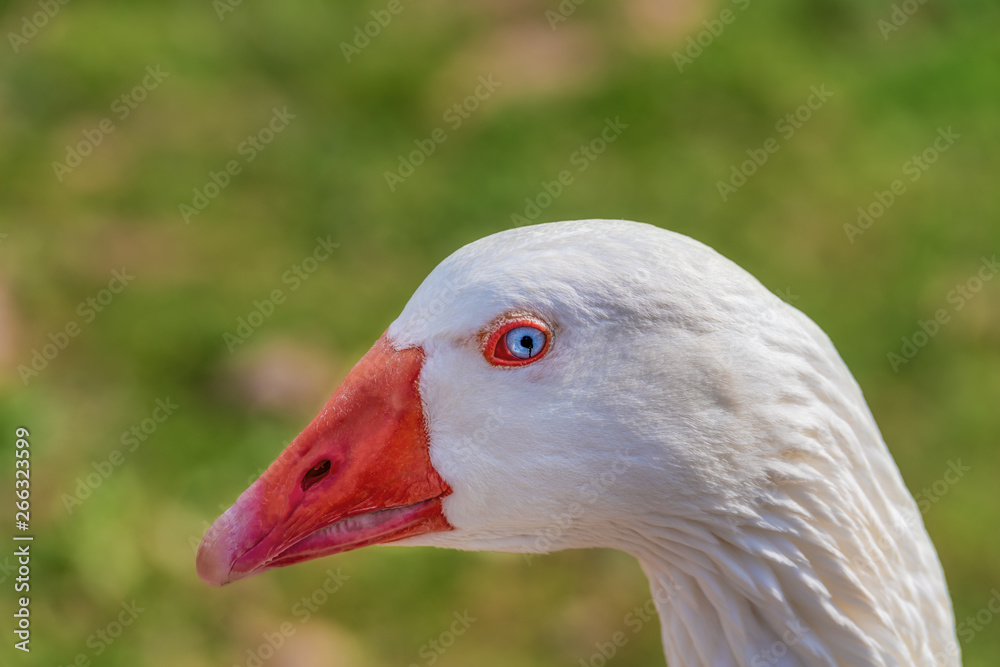 Close up white goose with defocused background Close up white goose with defocused background
