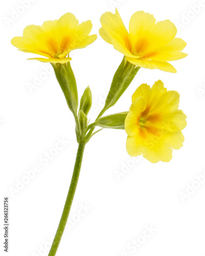 Yellow flower of primrose, isolated on white background