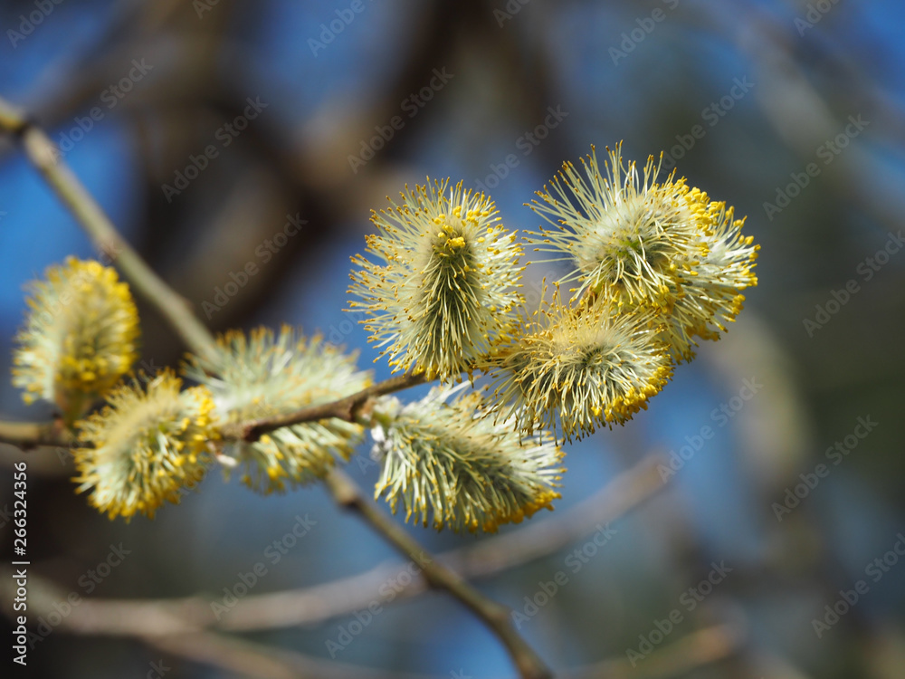 Beautiful yellow willow catkins on a background of blue spring sky Beautiful yellow willow catkins on a background of blue spring sky