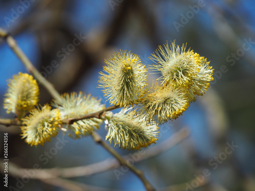 Beautiful yellow willow catkins on a background of blue spring sky 