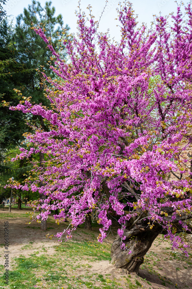 Obraz premium Italian medieval castle: Detail of flowering plant in spring