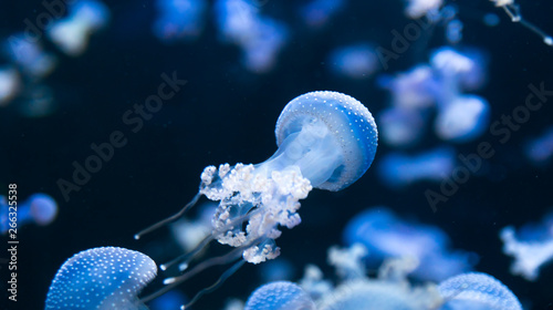 Obraz na płótnie beautiful jellyfish in the ocean aquarium w salonie
