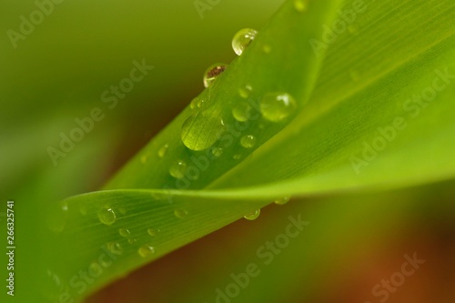 Water drops on a green leaf in spring on a rainy day