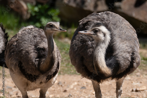 Greater rhea (Rhea americana)