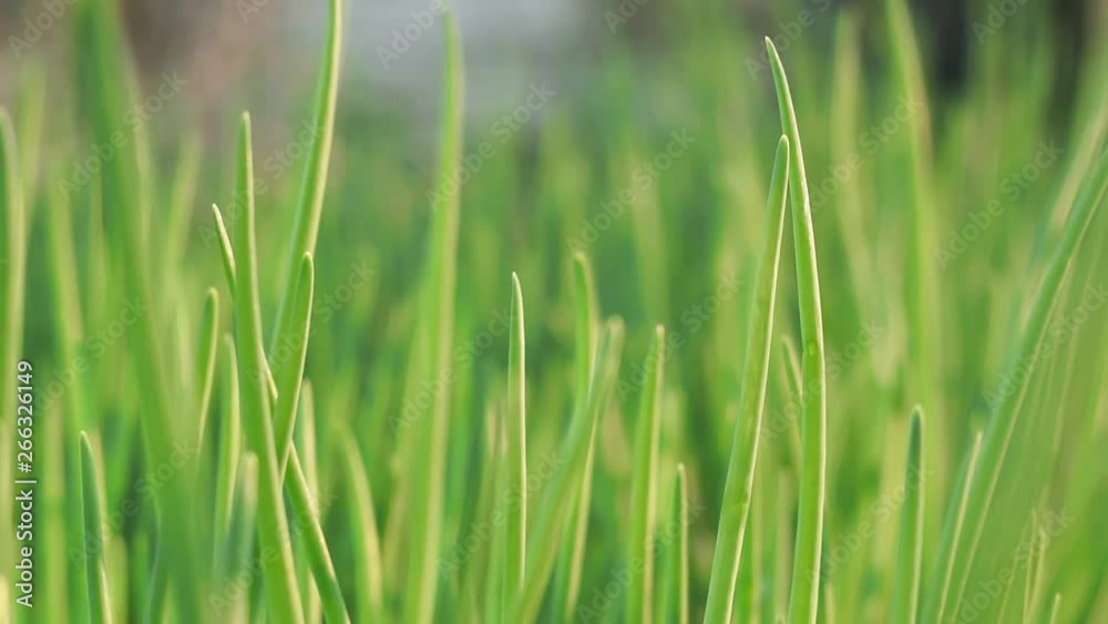 green onions growing agriculture background green onions growing agriculture background