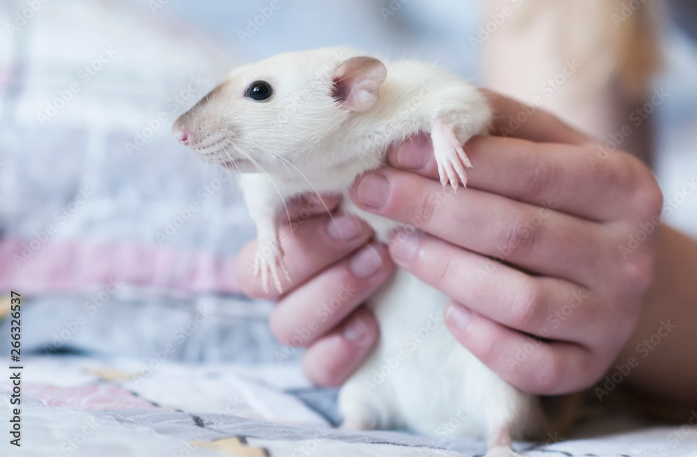 Decorative Siamese rat in the hands of a woman Decorative Siamese rat in the hands of a woman