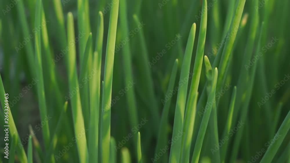 green onions growing agriculture background green onions growing agriculture background
