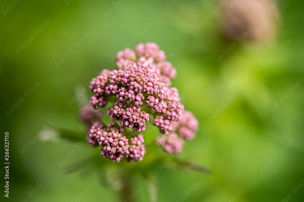 Echter Arznei Baldrian, Valeriana Officinalis, Blütenstände und Blätter im Frühling Echter Arznei Baldrian, Valeriana Officinalis, Blütenstände und Blätter im Frühling