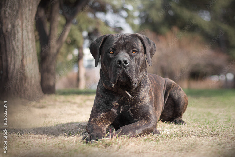 boerboel portret boerboel portret