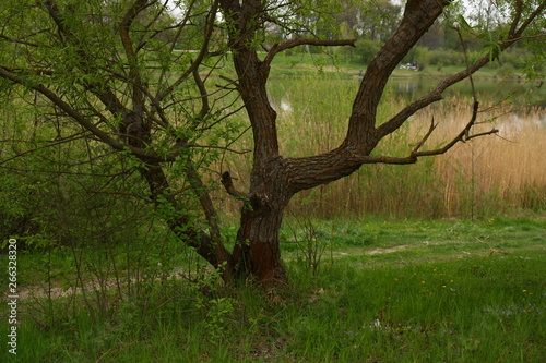 Willow tree on the bank of the lake