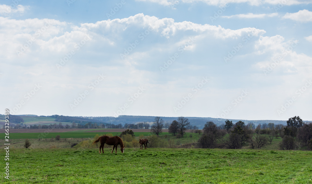 Horses graze in the meadow, fields and meadows, landscape Horses graze in the meadow, fields and meadows, landscape