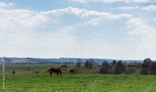 Horses graze in the meadow, fields and meadows, landscape