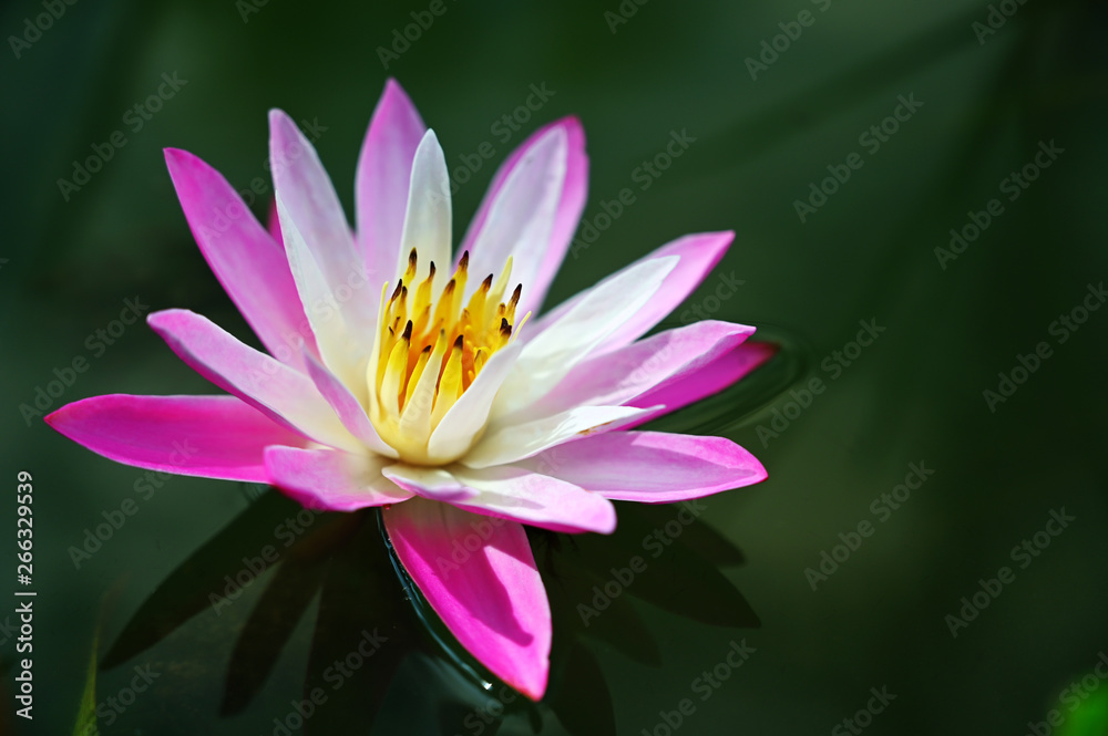 Lotus flowers, yellow stamens, pink petals in beautiful swamps morning Lotus flowers, yellow stamens, pink petals in beautiful swamps morning