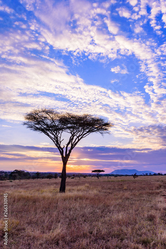 Sunset in savannah of Africa with acacia trees  Safari in Serengeti of Tanzania