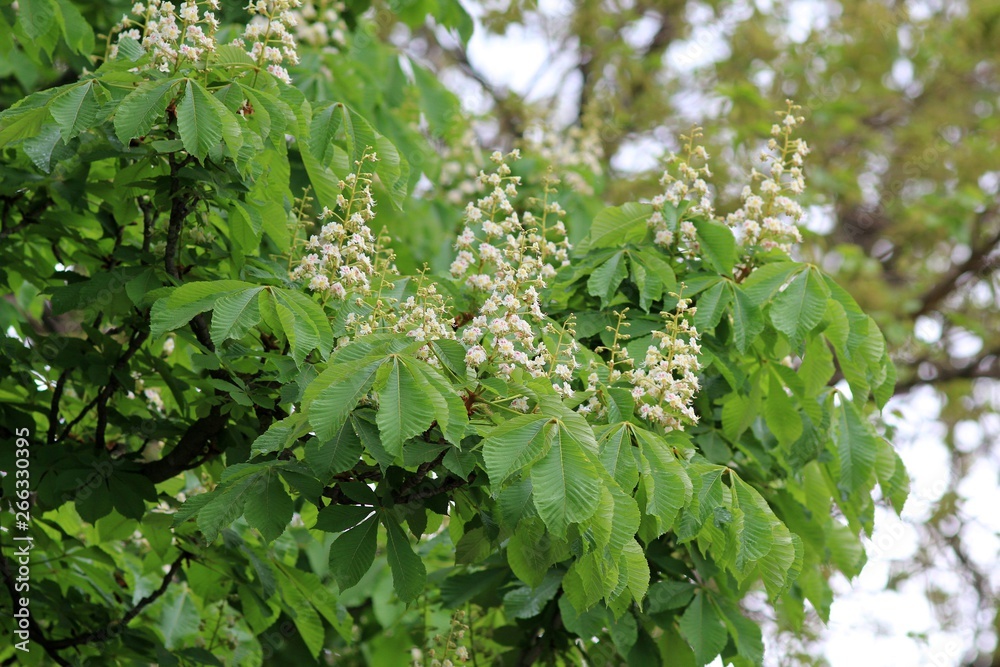 Blossoming chestnut tree in spring Blossoming chestnut tree in spring