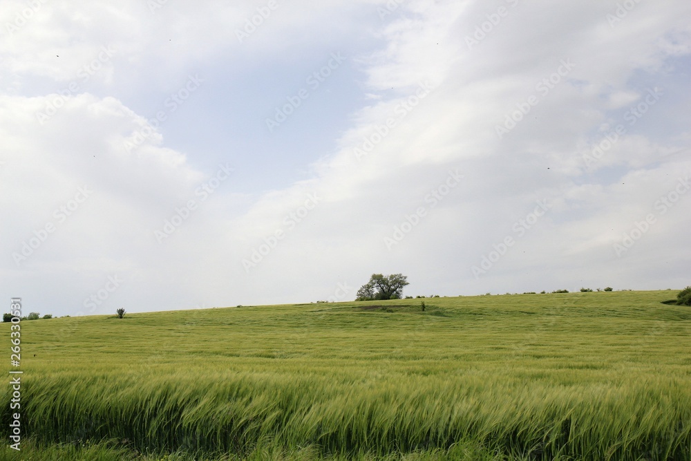 A lonely tree in a field