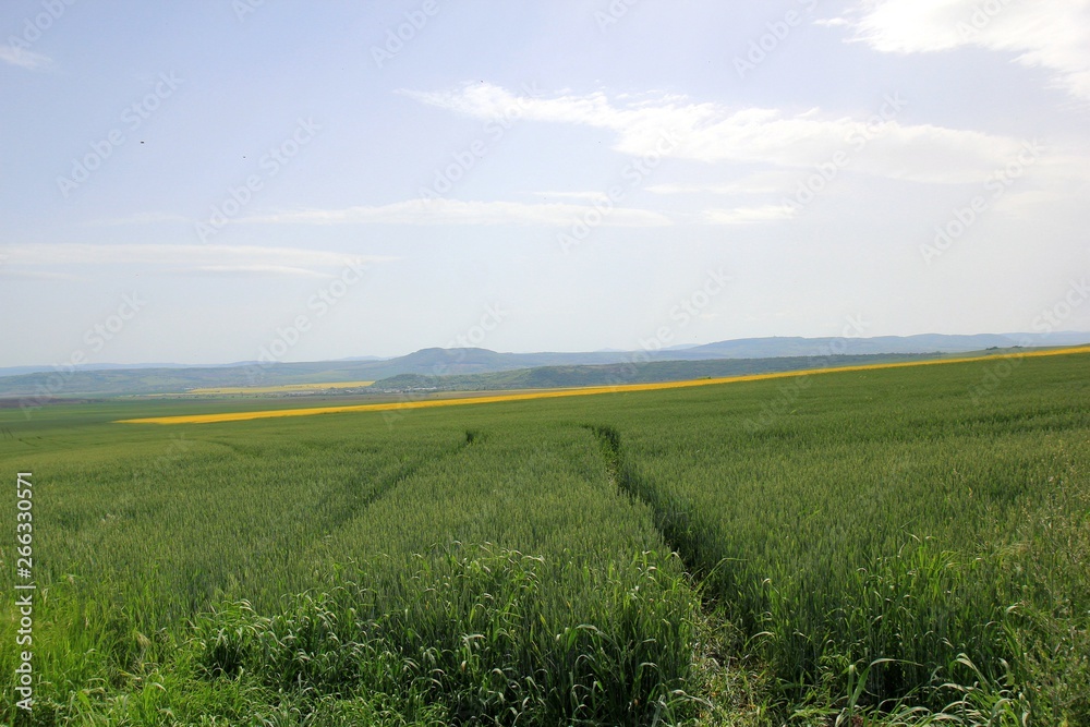 A field of rapeseed in Bulgaria