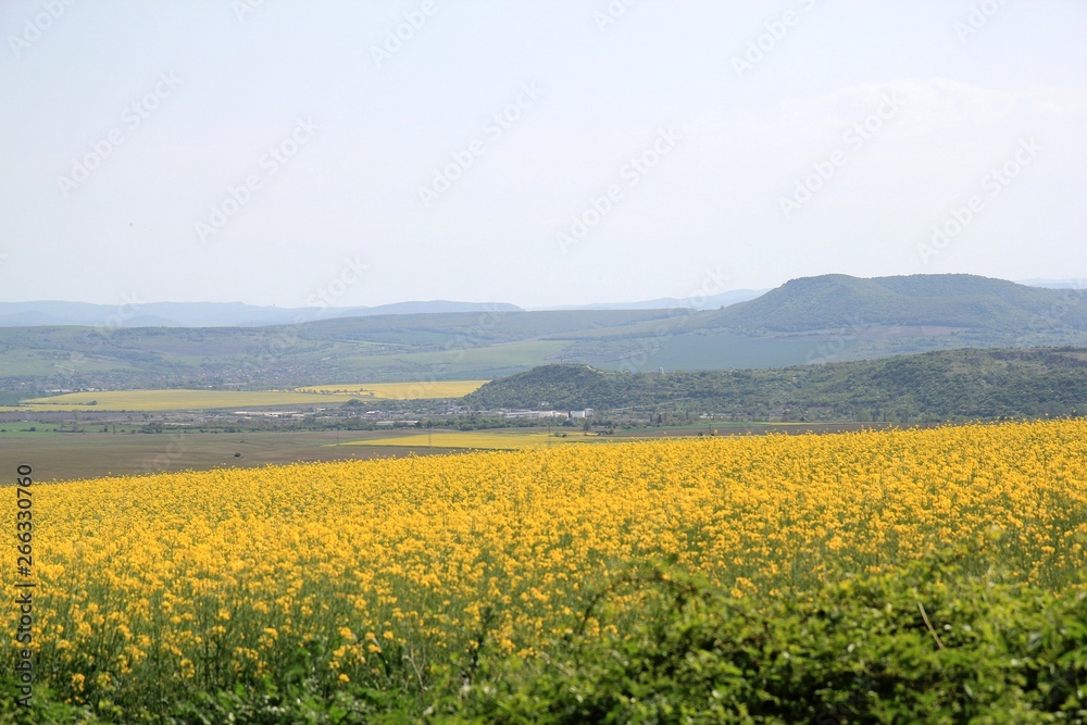 A field of rapeseed in Bulgaria