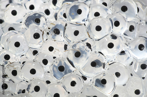 Fresh frog spawn