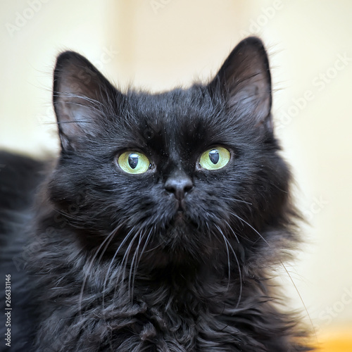 black fluffy cat portrait photo