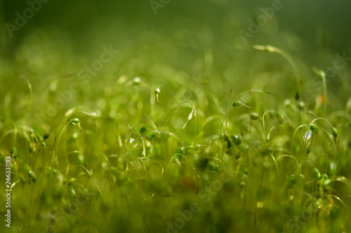 Soft focused close-up shot of green moss seeds with bokeh, blurred shining light abstract background, bright color natural backdrop.