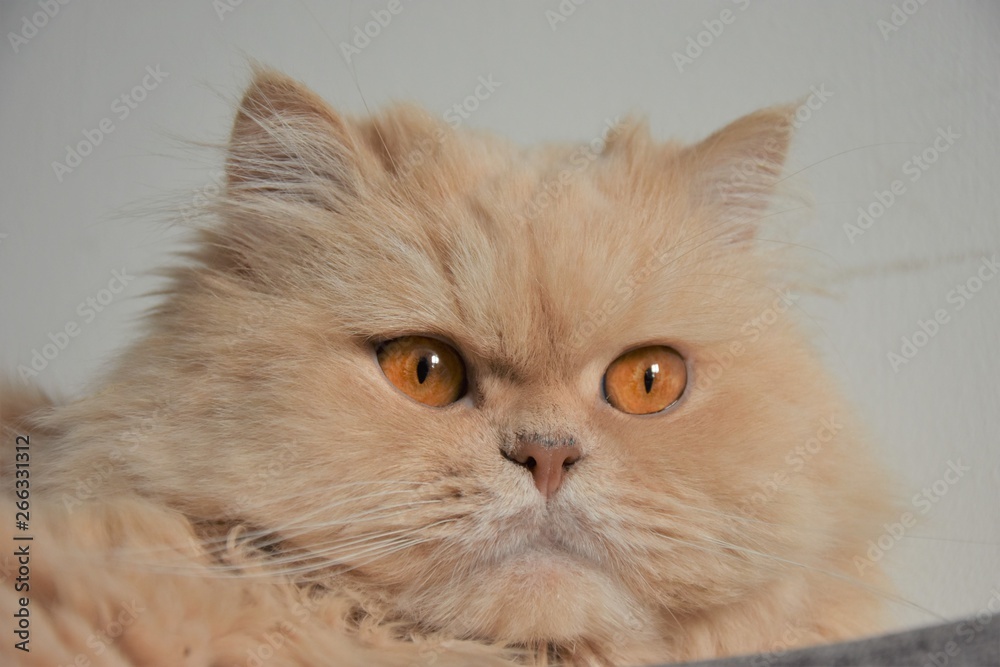 gato animal felino peludo gatico mascota gatita persa angora domestico  pelaje bigotes Stock Photo | Adobe Stock