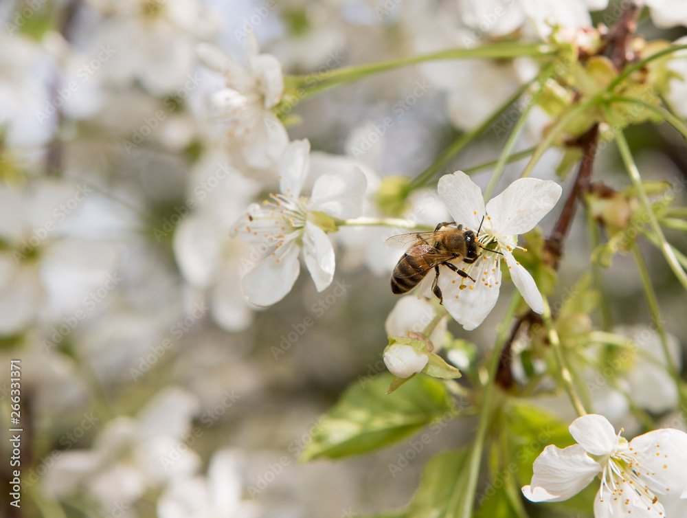 honeybee pollination cherry blossom honeybee pollination cherry blossom