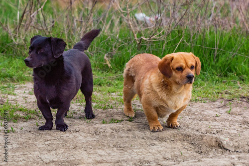 Two cute little black and brown mix breed dogs outside