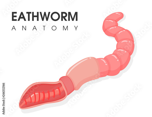 Science education about the internal structure and reproduction of earthworms.