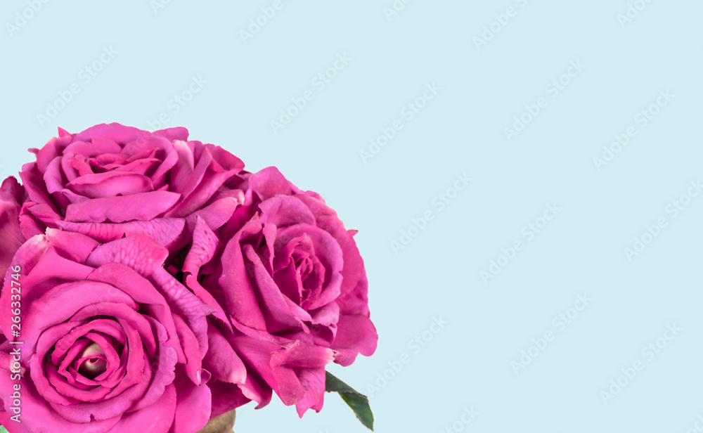 Bouquet of pink roses isolated on blue background. Bouquet of pink roses isolated on blue background.