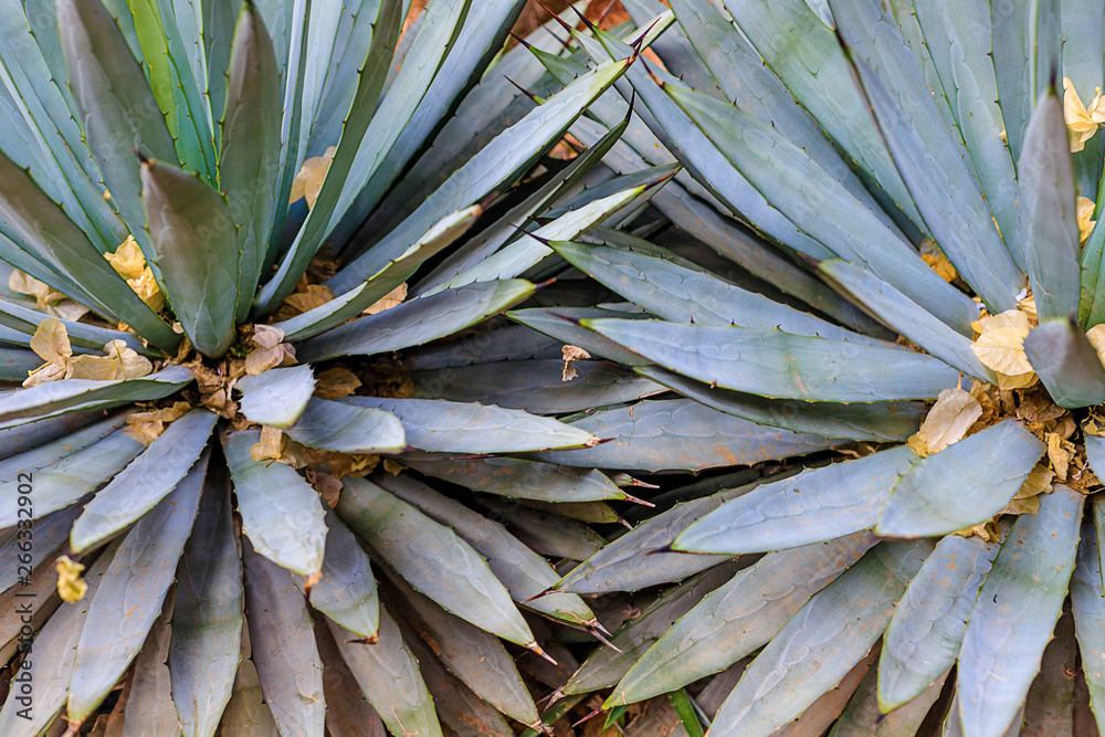 Obraz premium Plants in nature, in the natural environment. Cactus in the garden, park, under the open sky. Morocco