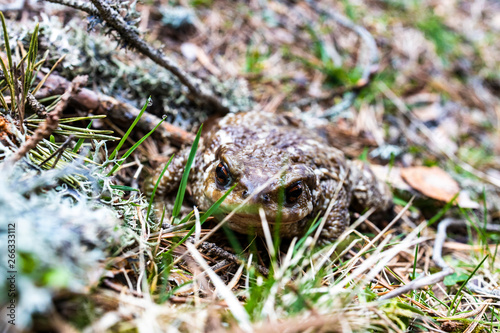 Close up portrait of a toad on a nature