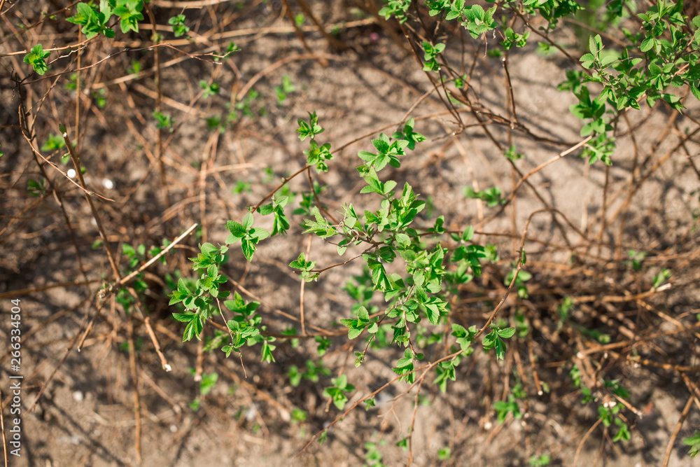 Spring nature in the park. Blooming buds on the trees. Young leaves begin to grow Spring nature in the park. Blooming buds on the trees. Young leaves begin to grow