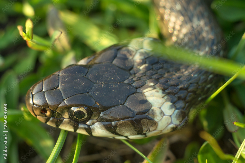 Head of a creeping snake close-up. Reptile crawling in the grass of meadows in spring Head of a creeping snake close-up. Reptile crawling in the grass of meadows in spring